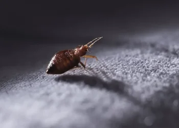 Προβλήματα με κοριούς: Τα μέρη που προτιμούν, πώς αντιμετωπίζονται και συμβουλές για τους ταξιδιώτες