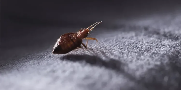 Προβλήματα με κοριούς: Τα μέρη που προτιμούν, πώς αντιμετωπίζονται και συμβουλές για τους ταξιδιώτες