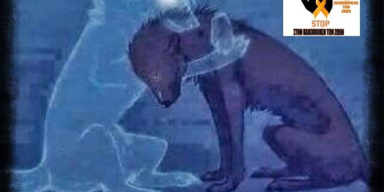 Δεν πρόκειται ποτέ να γιορτάσουμε την ημέρα των ζώων, όταν εκατομμύρια κακοποιούνται από τις αρχές και τους ζωοφιλικους μηχανισμούς