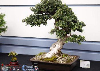 ΠΡΩΤΗ ΘΕΜΑΤΙΚΗ ΕΚΘΕΣΗ ΜΠΟΝΣΑΙ ΣΤΗΝ ΕΛΛΑΔΑ ΜΕ ΘΕΜΑ ΤΗΝ ΑΓΡΙΕΛΙΑ.