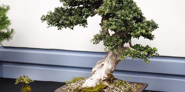 ΠΡΩΤΗ ΘΕΜΑΤΙΚΗ ΕΚΘΕΣΗ ΜΠΟΝΣΑΙ ΣΤΗΝ ΕΛΛΑΔΑ ΜΕ ΘΕΜΑ ΤΗΝ ΑΓΡΙΕΛΙΑ.