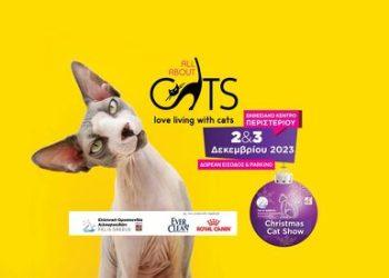 All About Cats Festival