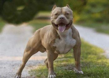 Η ιστορία του American pit bull terrier