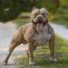 Η ιστορία του American pit bull terrier