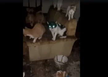 Φρίκη στο Αγρίνιο: «Συλλέκτες» αδέσποτων τα βασάνιζαν σε σπίτι τρώγλη – Έτρωγαν τα κουφάρια άλλων ζώων