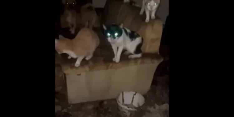 Φρίκη στο Αγρίνιο: «Συλλέκτες» αδέσποτων τα βασάνιζαν σε σπίτι τρώγλη – Έτρωγαν τα κουφάρια άλλων ζώων