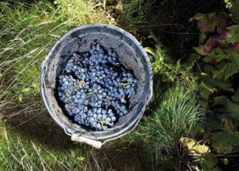 Το μυστικό πίσω από το διασημότερο κρασί του Νοεμβρίου