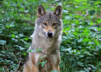 Φθιώτιδα: Λύκοι στα ορεινά χωριά του νομού