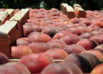 Ροδάκινο: Παγκόσμια πρωτιά για την Ελλάδα – Στην κορυφή των εξαγωγών κομπόστας