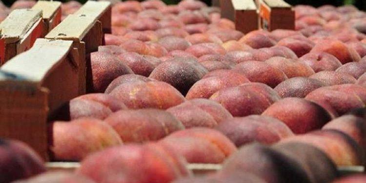 Ροδάκινο: Παγκόσμια πρωτιά για την Ελλάδα – Στην κορυφή των εξαγωγών κομπόστας