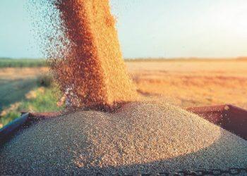 Το 1957 η Ελλάδα πέτυχε την αυτάρκεια σε μαλακό σιτάρι