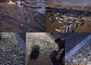 Βγήκαν Σαρδέλες στη στεριά σε Άνδρο και Κουφονήσια