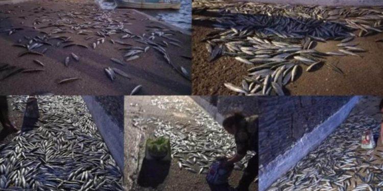 Βγήκαν Σαρδέλες στη στεριά σε Άνδρο και Κουφονήσια