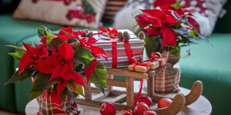 Αλεξανδρινό: Πρωτότυποι τρόποι να το προσφέρετε ως δώρο τις φετινές γιορτές