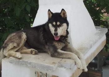 Αραχωβα: Άφαντος ο κακοποιητής του χάσκι, καταγγελίες για προσπάθεια συγκάλυψης