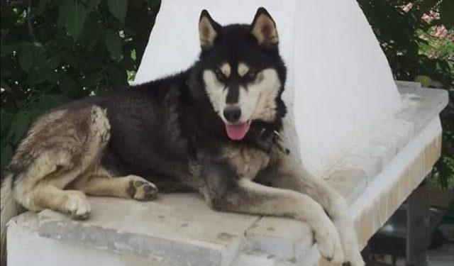 Αραχωβα: Άφαντος ο κακοποιητής του χάσκι, καταγγελίες για προσπάθεια συγκάλυψης