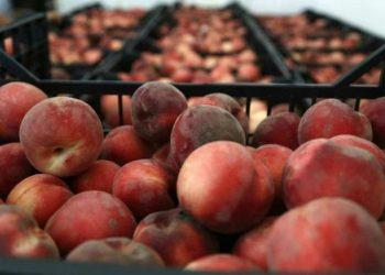 Κορυφαίο φρούτο απο την Μακεδονία κατακτά την παγκόσμια αγορά