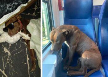 Ο Roky το Pitbull