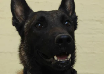 Ο Echo: Ο σκύλος που έλυσε την υπόθεση