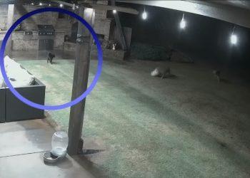 Ατρόμητη γάτα σώζει σκύλο λίγο πριν τον κατασπαράξουν πεινασμένα κογιότ