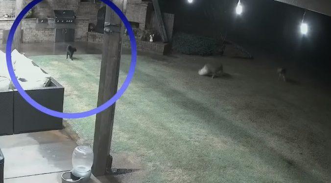 Ατρόμητη γάτα σώζει σκύλο λίγο πριν τον κατασπαράξουν πεινασμένα κογιότ