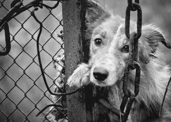 Κτηνωδία στα Μέγαρα: Ψάχνουν τον δολοφόνο της «Μπουμπού»