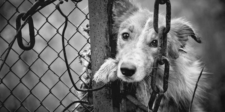 Κτηνωδία στα Μέγαρα: Ψάχνουν τον δολοφόνο της «Μπουμπού»