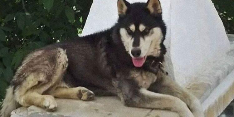 Έρευνα της εισαγγελίας πρωτοδικών Λιβαδειάς για την υπόθεση του Όλιβιερ