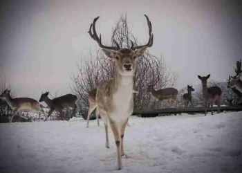 Πανέμορφα ζαρκάδια κάνουν  βόλτα
