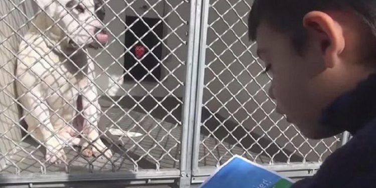 Σχέση παιδιού και κατοικίδιου