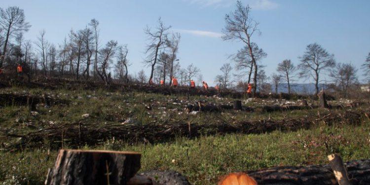 ΗELLENiQ ENERGY: Ολοκληρώνει αντιδιαβρωτικά έργα στις καμένες εκτάσεις της Δυτικής Αττικής