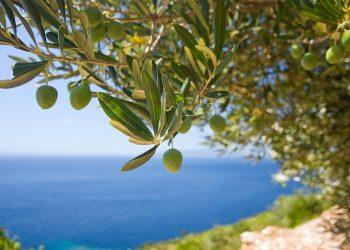 Κρήτη: Σημαντικά μειωμένη η ελαιοπαραγωγή – Πού οφείλεται