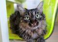 Pet tips: Επικοινωνία με γάτα – 8 tips