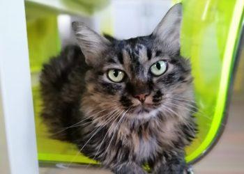 Pet tips: Επικοινωνία με γάτα – 8 tips