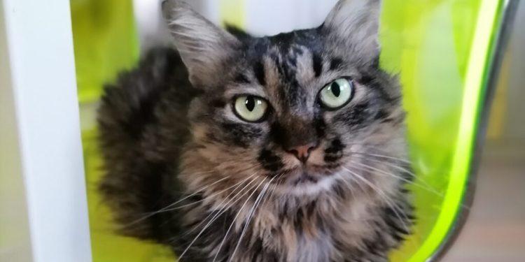 Pet tips: Επικοινωνία με γάτα – 8 tips