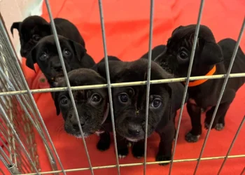 Νέα Υόρκη: Άστεγος έσωσε κουτάβια αφήνοντάς τα σε καταφύγιο ζώων – Το συγκινητικό σημείωμα