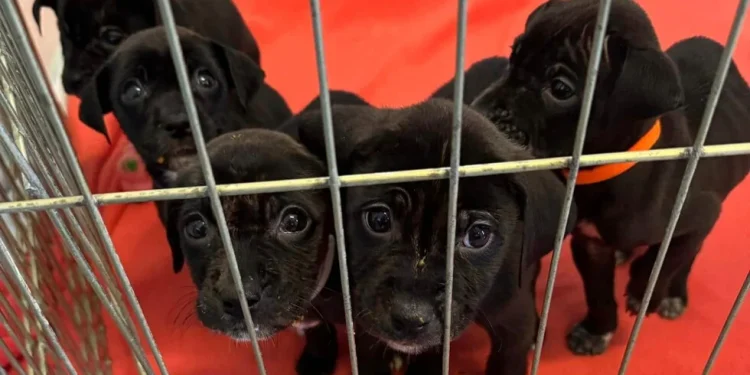 Νέα Υόρκη: Άστεγος έσωσε κουτάβια αφήνοντάς τα σε καταφύγιο ζώων – Το συγκινητικό σημείωμα