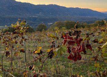 Μυτιλήνη: Πρότυπο παραγωγικό αγροτικό οικοσύστημα πολυετών καλλιεργειών