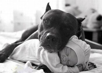 Σχέση παιδιού και κατοικίδιου