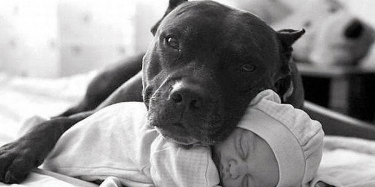 Σχέση παιδιού και κατοικίδιου