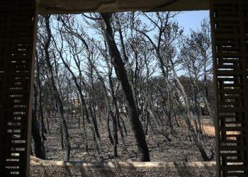 Συνεχίζει την πρόταση του ο Εισαγγελέας στη δίκη για το Μάτι – Ποιους κρίνει ενόχους, ποιους απαλλάσσει, για ποιους θα τοποθετηθεί σήμερα