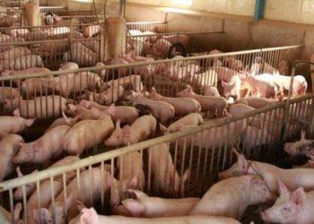 Κρούσμα αφρικανικής πανώλης των χοίρων σε εκτροφή στο Δήμο Βόλβης