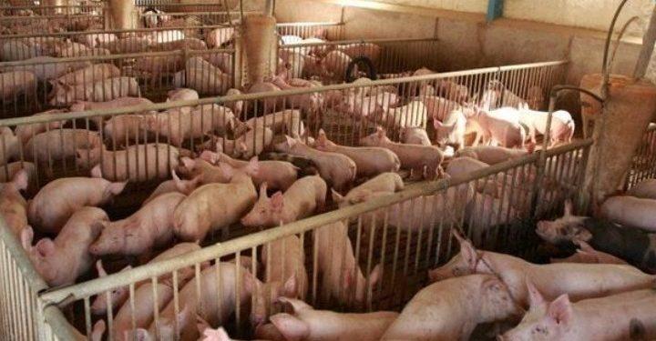 Κρούσμα αφρικανικής πανώλης των χοίρων σε εκτροφή στο Δήμο Βόλβης