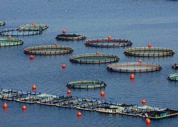 Ηγέτης στην ΕΕ η Ελλάδα στις υδατοκαλλιέργειες