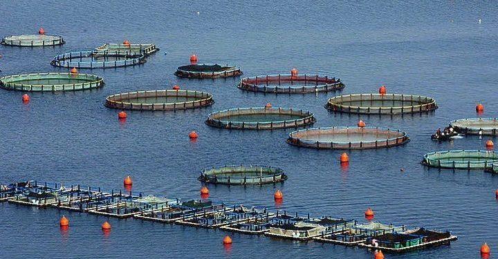 Ηγέτης στην ΕΕ η Ελλάδα στις υδατοκαλλιέργειες