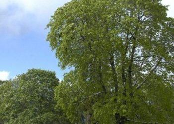 Ολοκληρώθηκε το ιδρυτικό συνέδριο του κόμματος «Πράσινοι – Οικολογία»