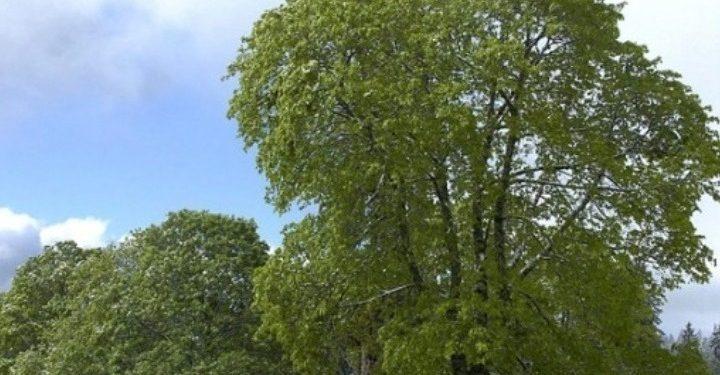 Ολοκληρώθηκε το ιδρυτικό συνέδριο του κόμματος «Πράσινοι – Οικολογία»