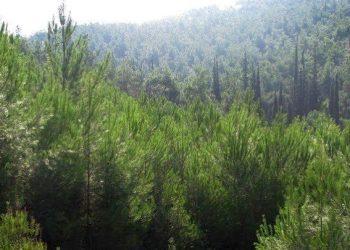 Μεταρρύθμιση για τη διαχείριση των δημοσίων δασών