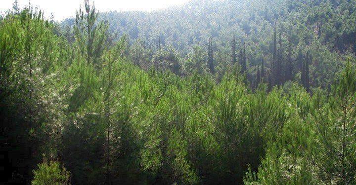 Μεταρρύθμιση για τη διαχείριση των δημοσίων δασών