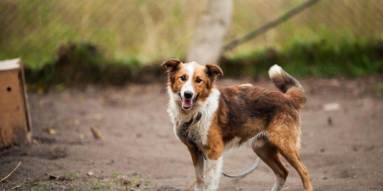 Οδηγός για την καταγγελία κακοποίησης ζώων